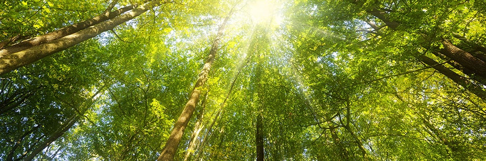 iocf-trees2 iocf-trees2