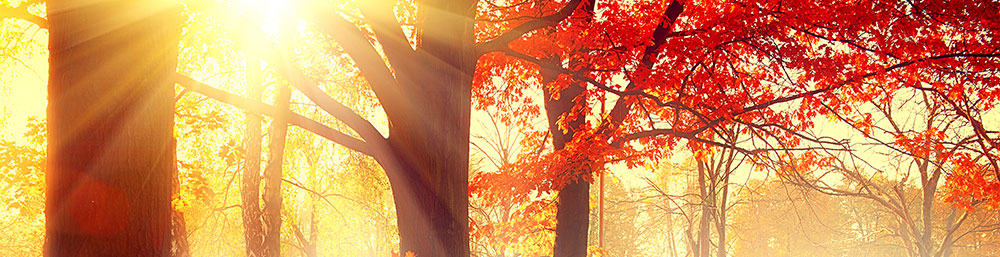 iocf-trees3 iocf-trees3