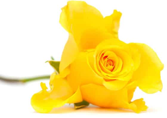 Yellow Rose IoCF - Yellow Rose