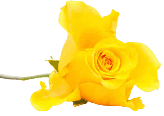 IOCF-Yellow-Rose-small-removebg-preview