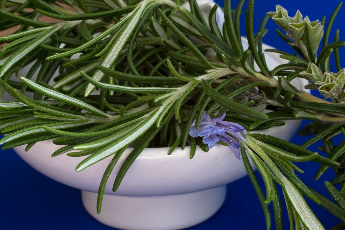 Rosemary for remembrance